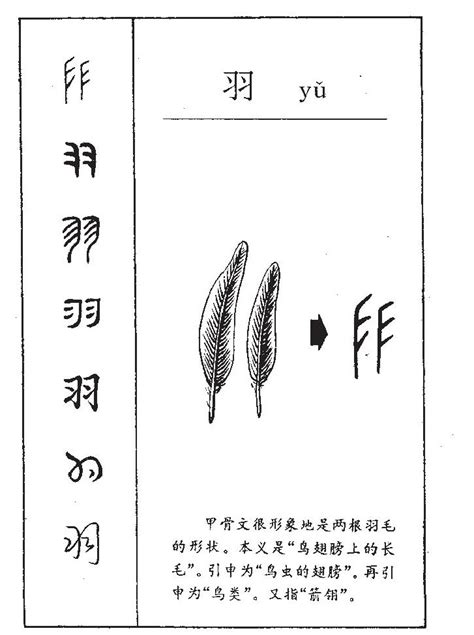 羽的意思名字|羽字的含义和寓意